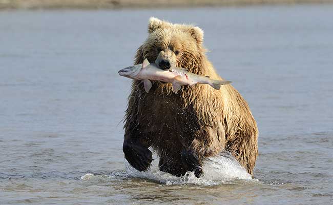 Spirit Bear Lodge
